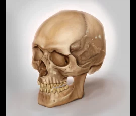 Concept Art & Illustration of a Light Skull